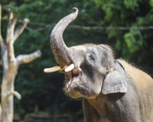 Elephant waving it's trunk at Paignton Zoo