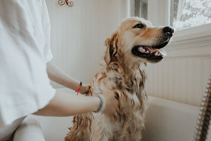 Dog having a bath