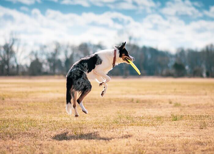 dog playing fetch with frisbee