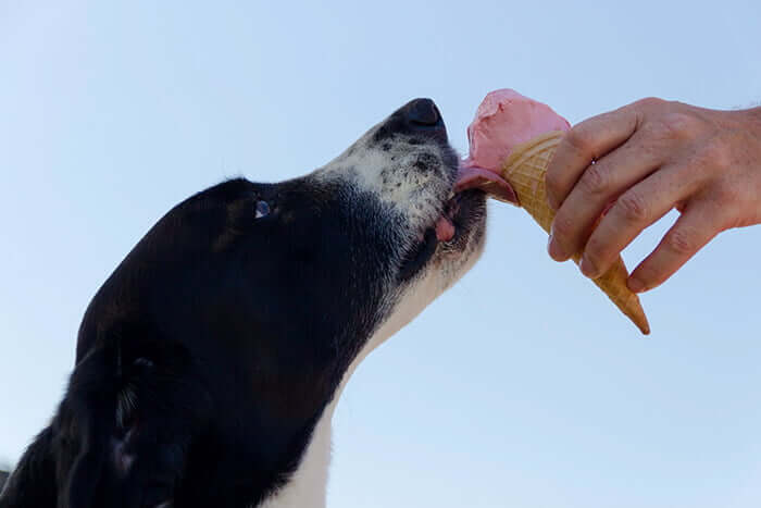 doggie ice cream