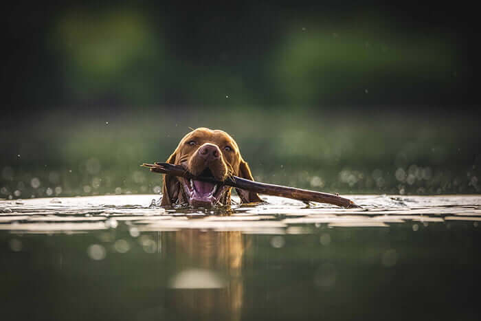 happy dog taking a dip in the water