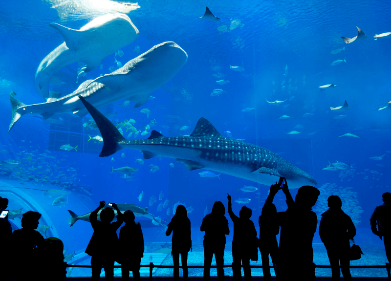 Rainy-Day Activities in Devon - National Marine Aquarium