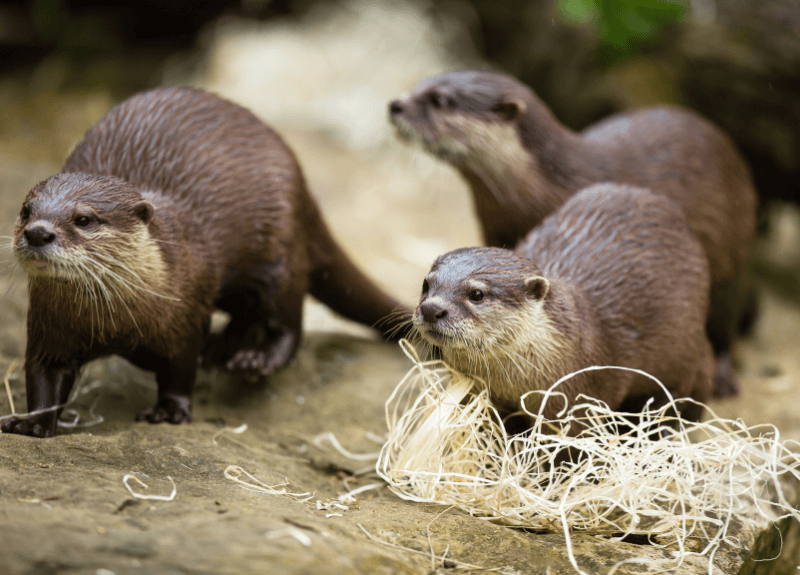 Butterfly & Otter Sanctuary - Rainy-Day Activities in Devon