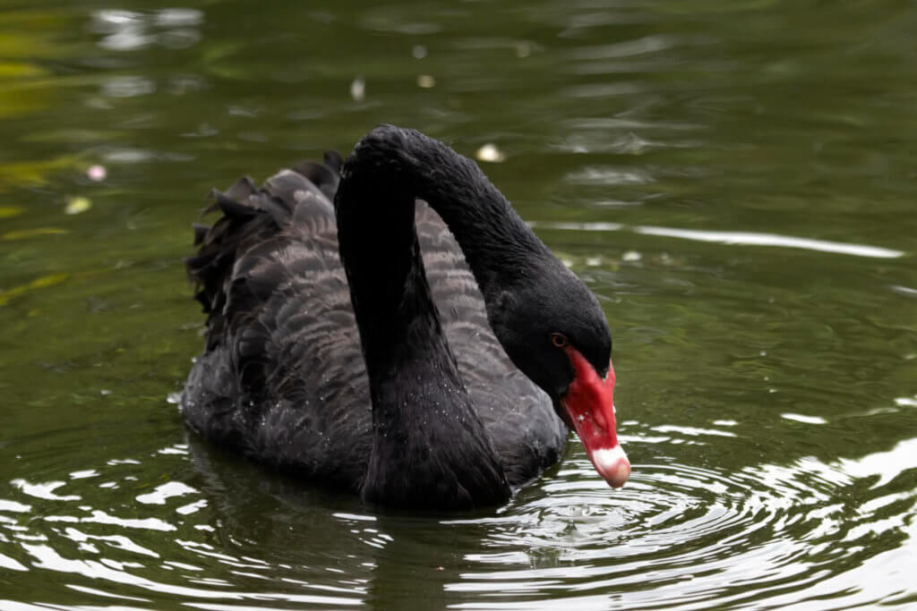 A black swan looking for food on the water