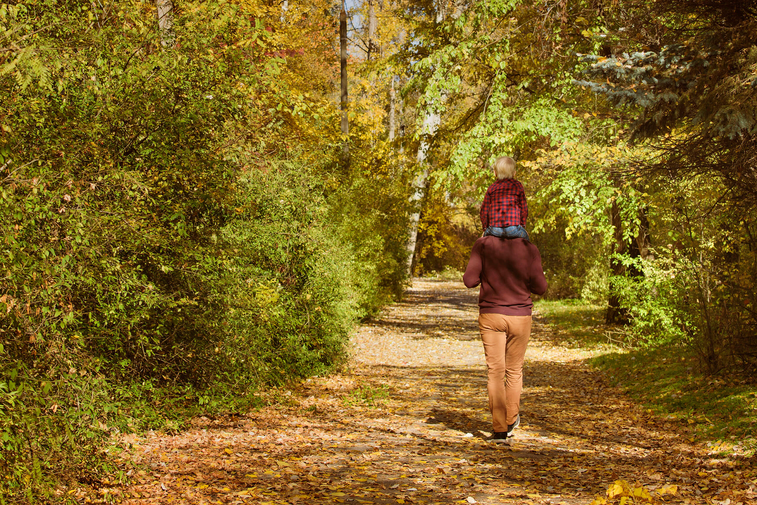 Father with son on his shoulders walking in the autumn forest. Back view